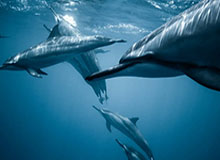 米乐官方网站：开启智慧生活的新入口